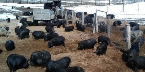 Vijetnamska trbušna svinja: uzgoj, prasenje